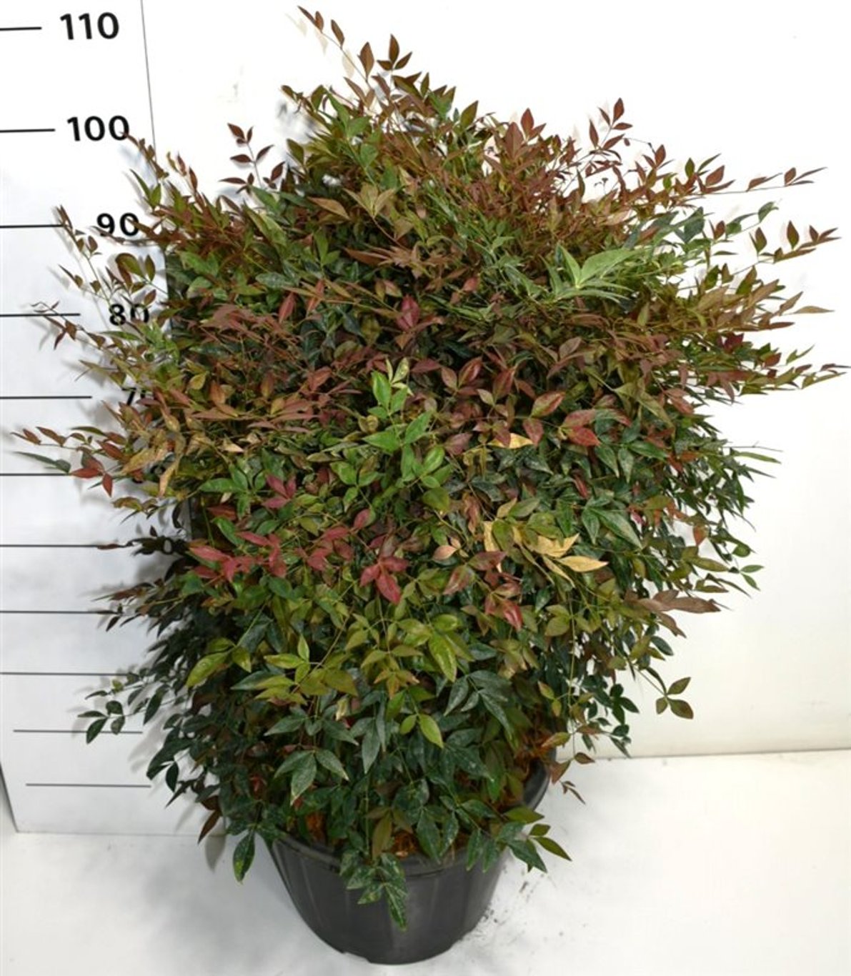 Nandina d. 'Obsessed' - C30 70-80 CM